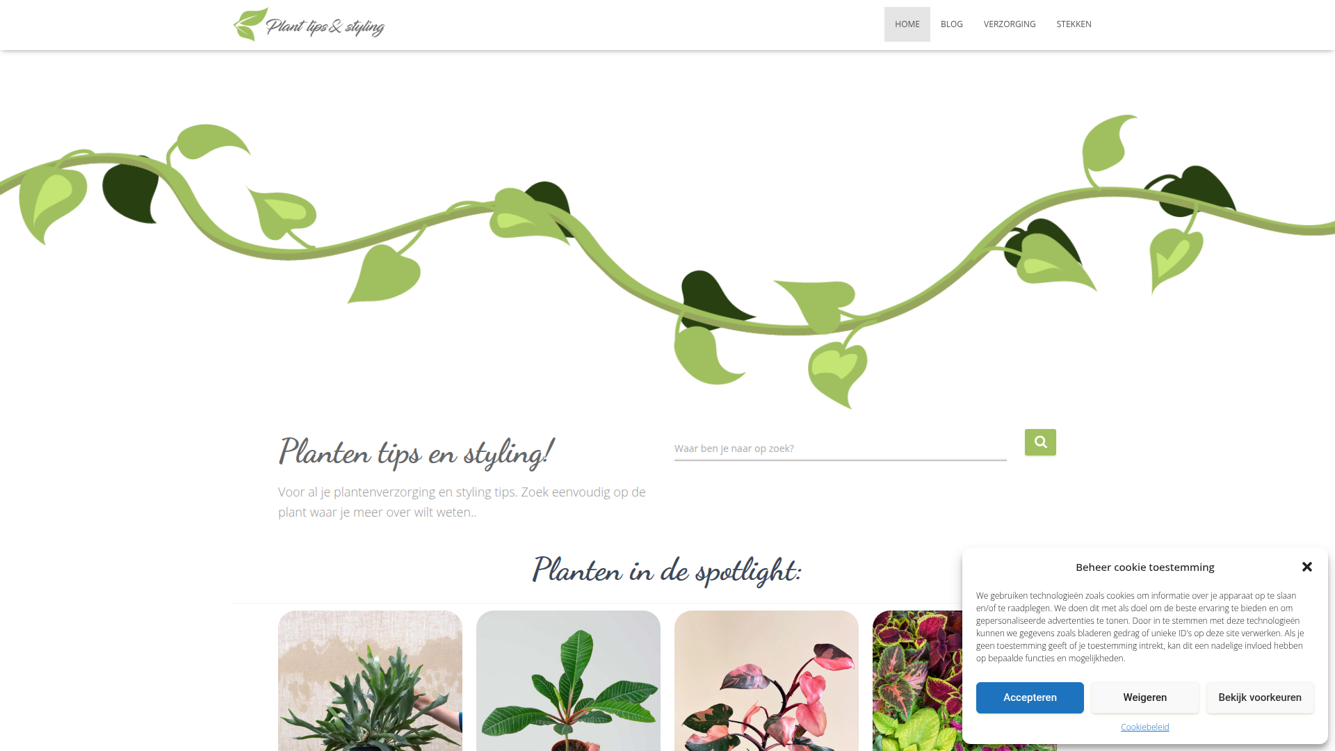 Plant Tips & Styling