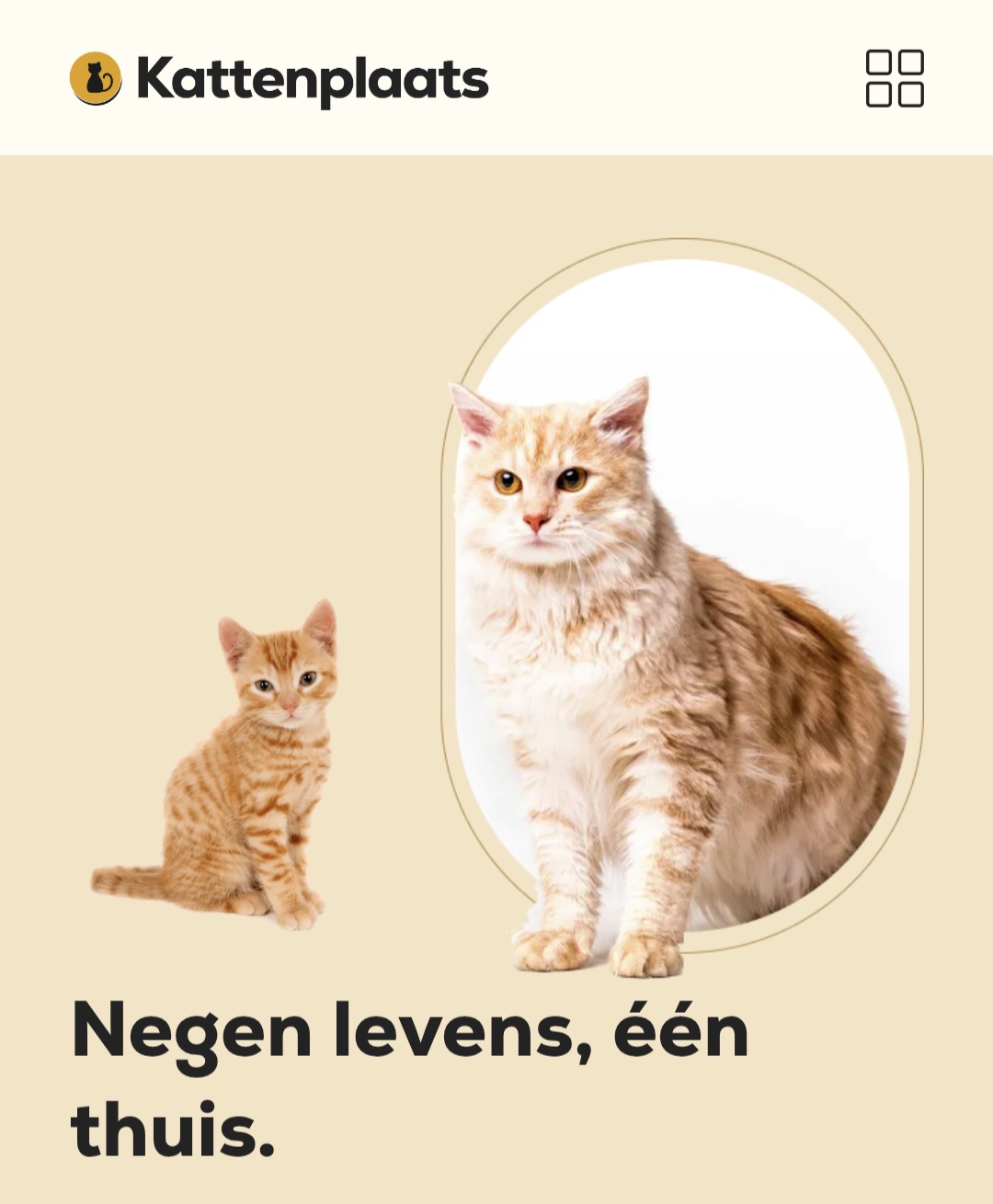 Advertentie website voor katten